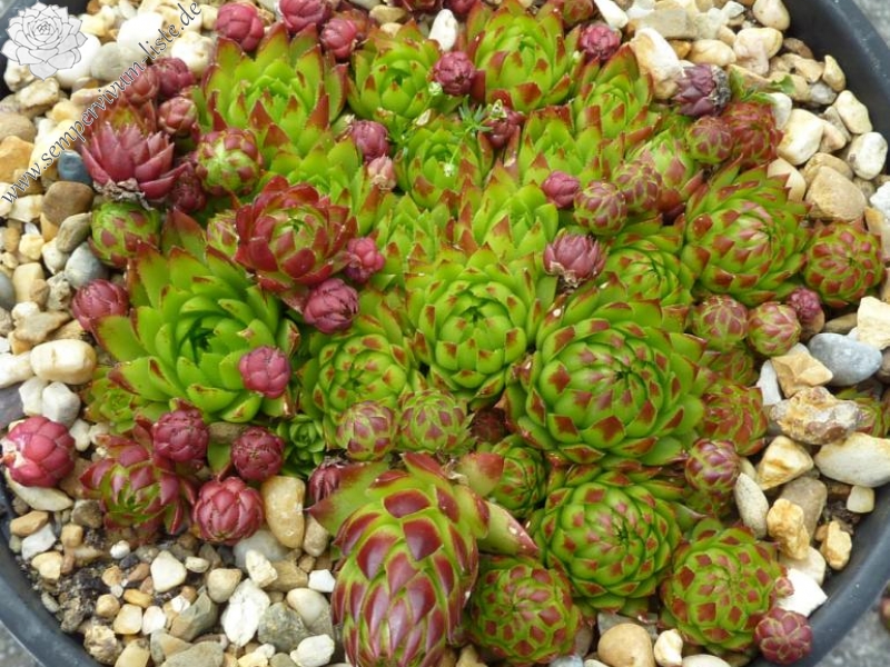 globiferum ssp. arenarium from Defereggental