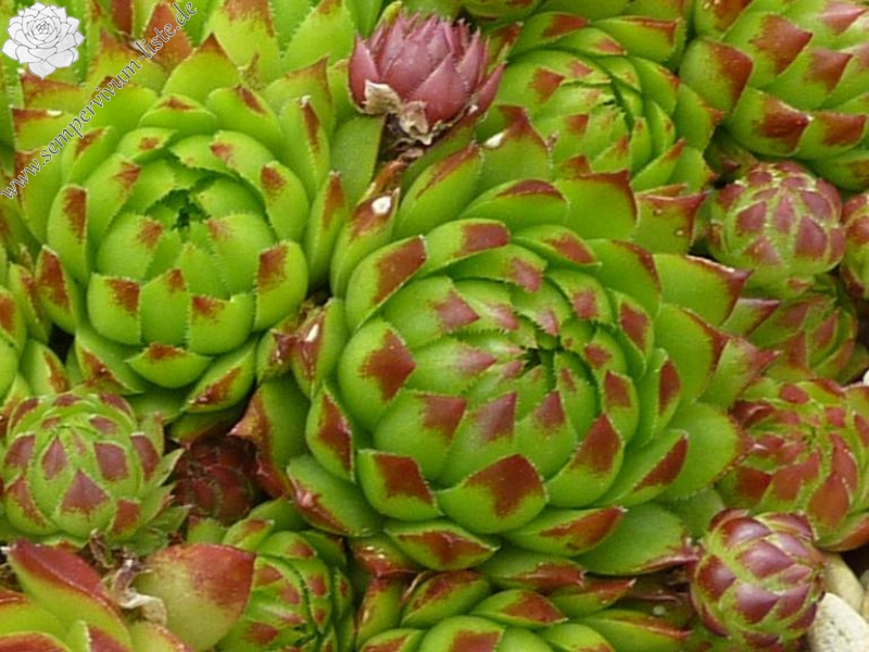 globiferum ssp. arenarium from Defereggental