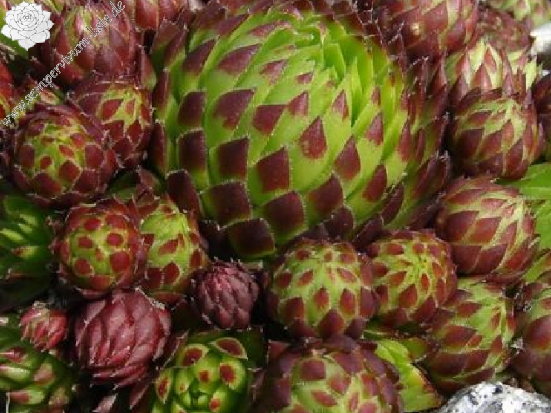 globiferum ssp. arenarium from Eisentratten