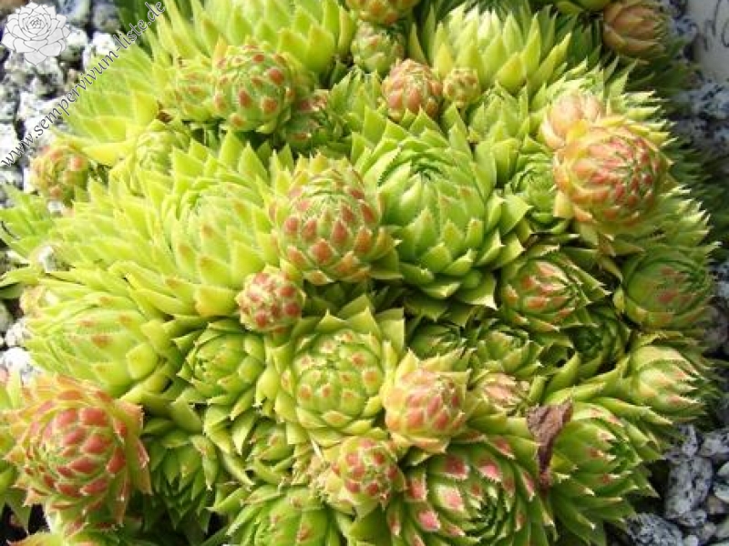 globiferum ssp. arenarium from Eisentratten