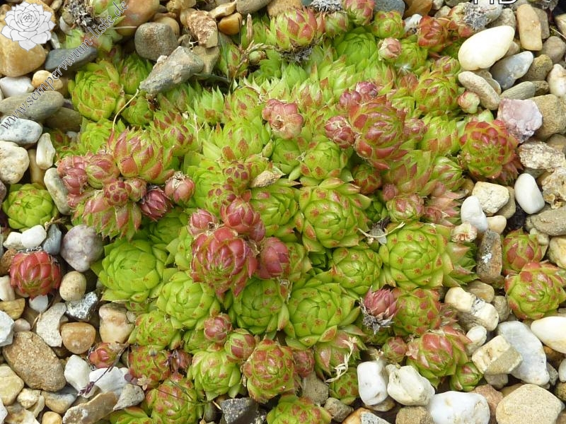 globiferum ssp. arenarium from Flattach