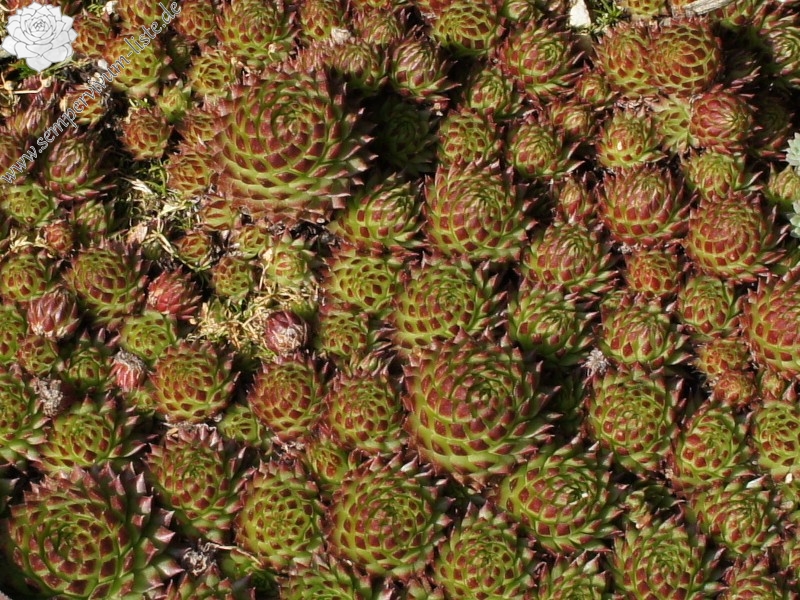 globiferum ssp. arenarium from Goldeck