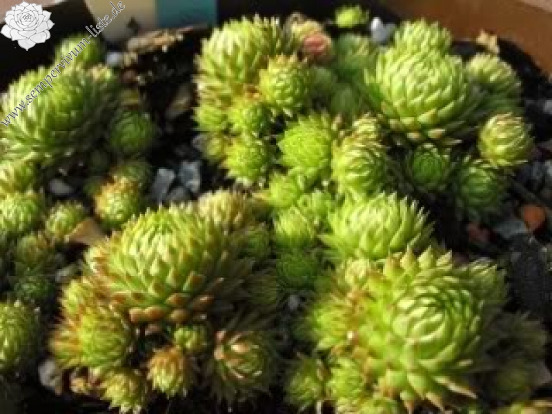 globiferum ssp. arenarium from Goldeck