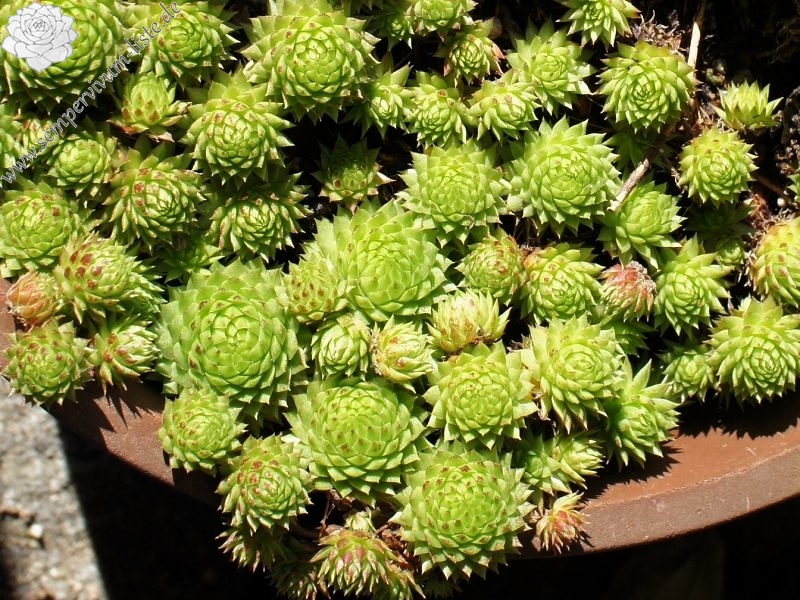 globiferum ssp. arenarium from Goldeck