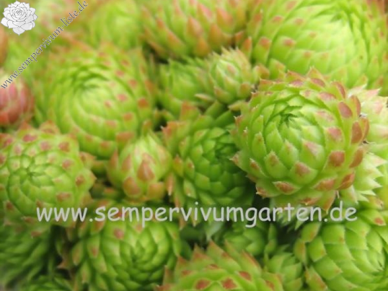 globiferum ssp. arenarium from Goldeck