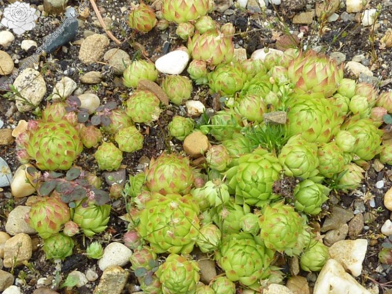 globiferum ssp. arenarium from Lassach