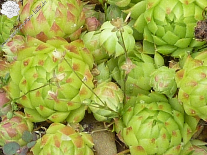 globiferum ssp. arenarium from Lassach