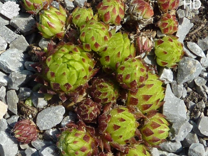 globiferum ssp. arenarium from Mallnitz