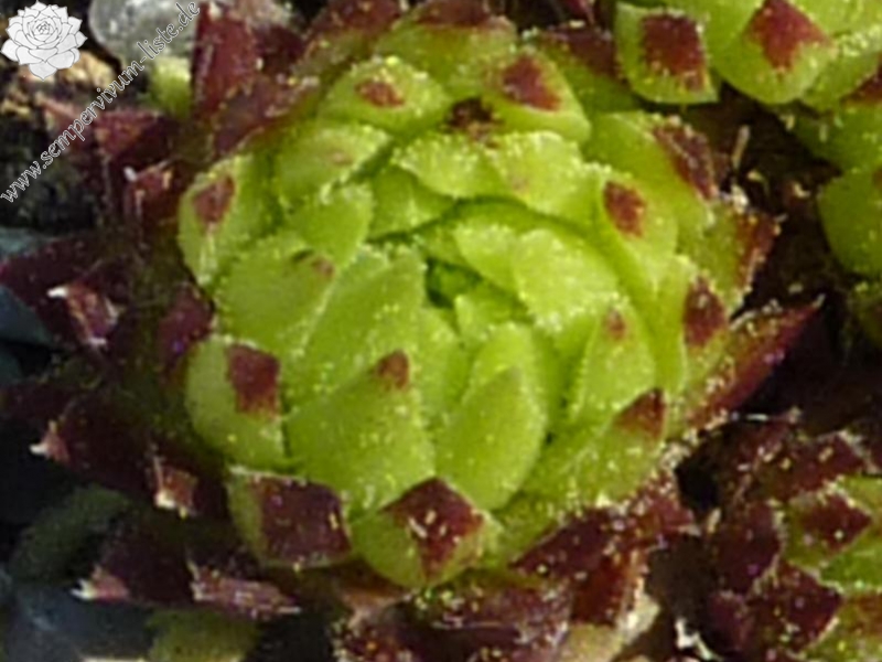 globiferum ssp. arenarium from Mallnitz