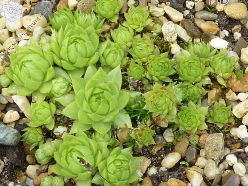 globiferum ssp. arenarium from Mallnitz