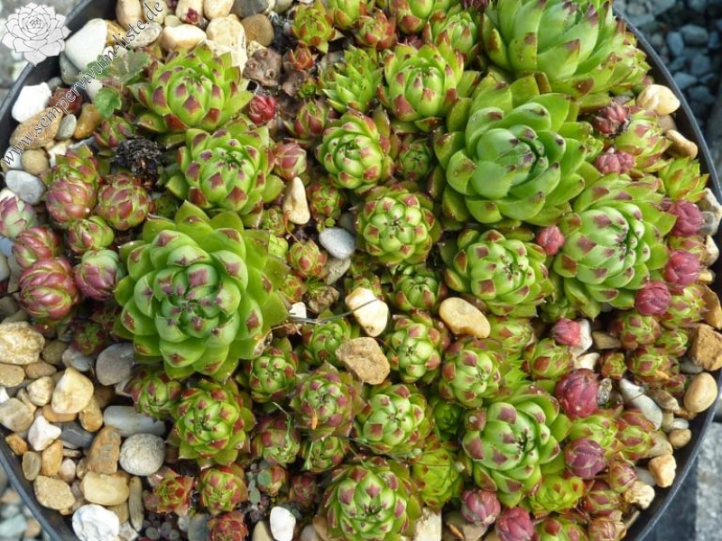 globiferum ssp. arenarium from Maltatal, 830m