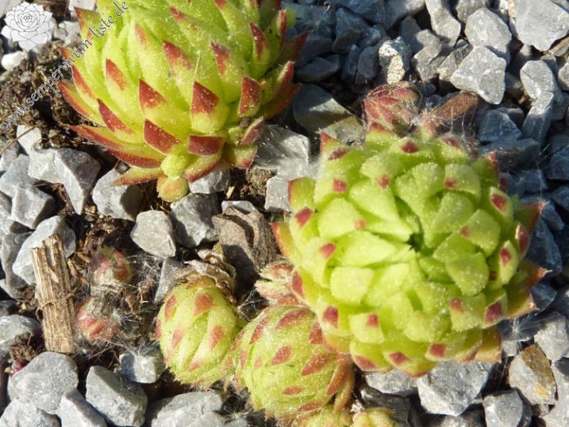 globiferum ssp. arenarium from Maltatal, 850m (A)