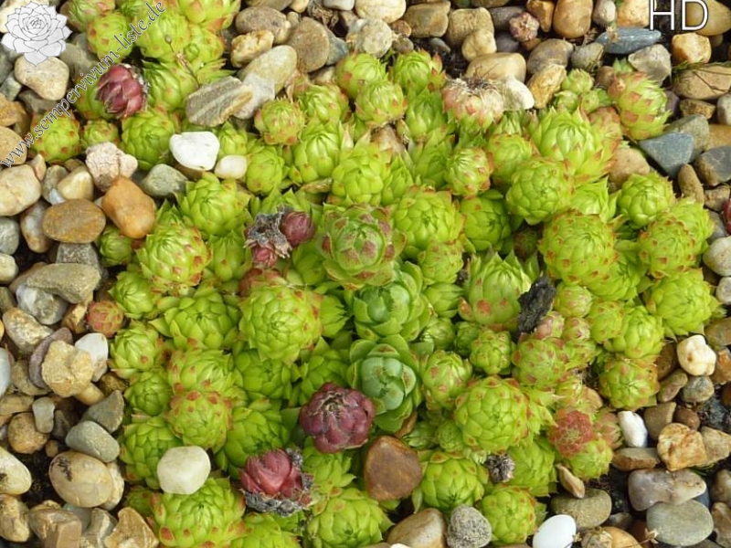 globiferum ssp. arenarium from Maltatal, 850m (A)