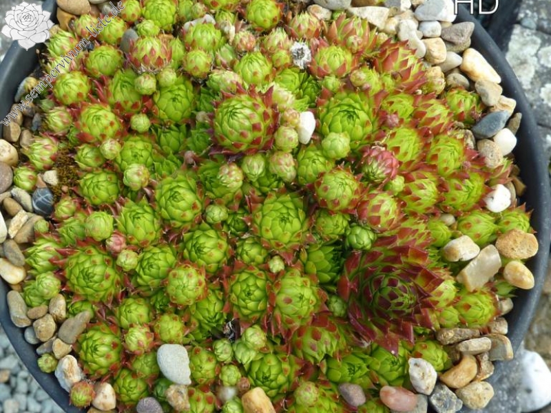 globiferum ssp. arenarium from Maltatal, 850m (B)