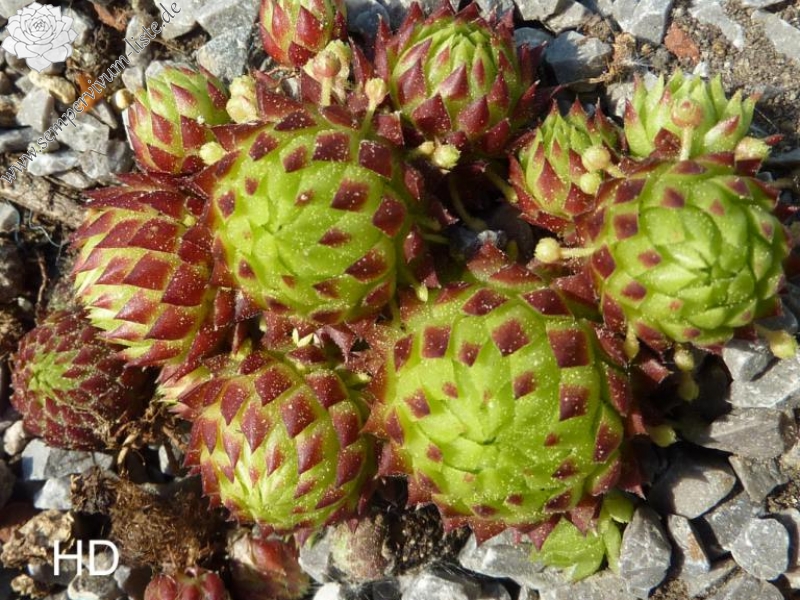 globiferum ssp. arenarium from Maltatal, 870m