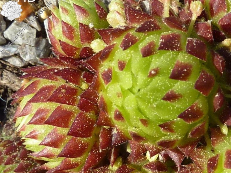 globiferum ssp. arenarium from Maltatal, 870m