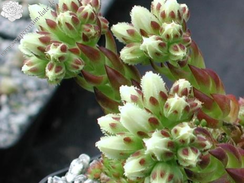 globiferum ssp. arenarium from Murtal