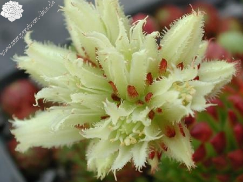 globiferum ssp. arenarium from Murtal