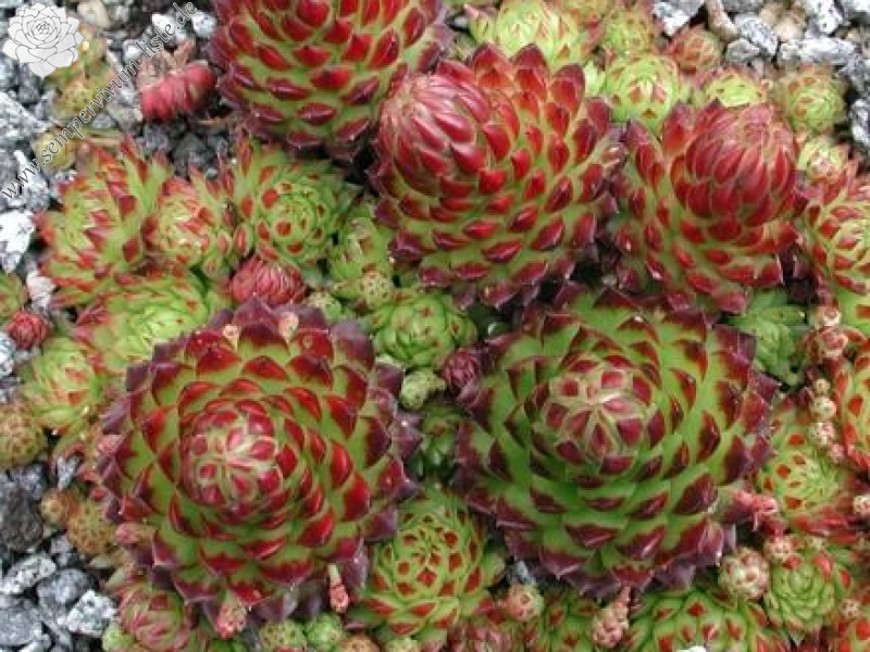 globiferum ssp. arenarium from Murtal