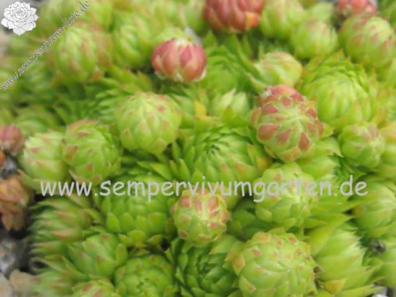 globiferum ssp. arenarium from Pizzo di Timau