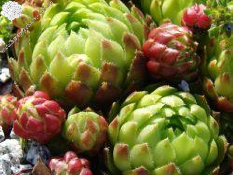 globiferum ssp. arenarium from Pörtschach