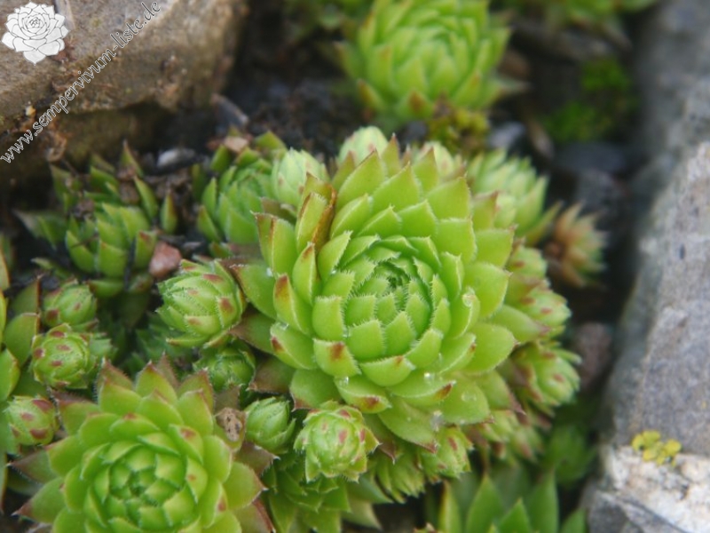 globiferum ssp. arenarium from Pustertal