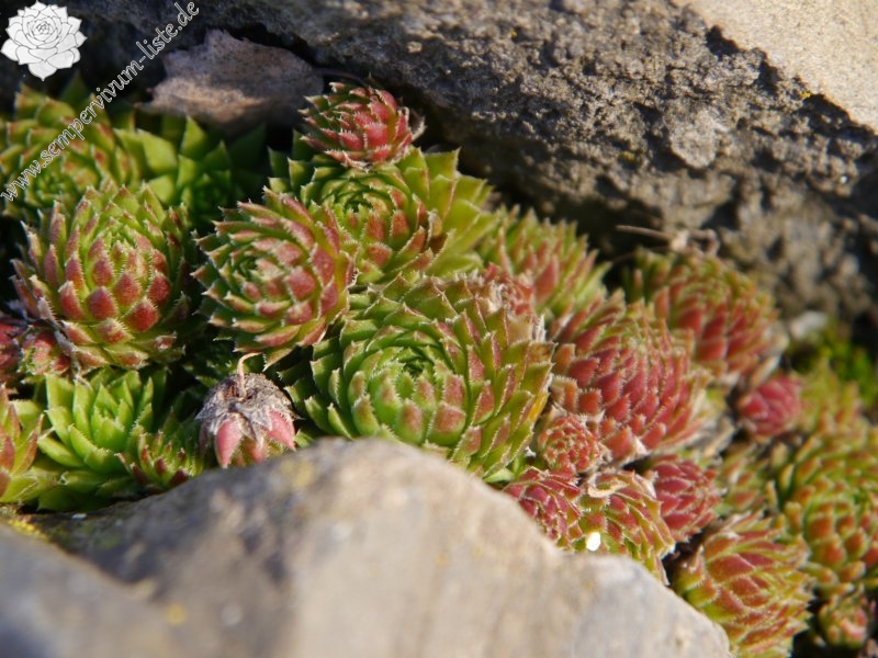 globiferum ssp. arenarium from Pustertal
