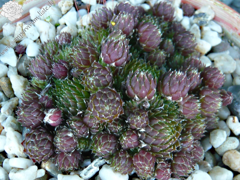 globiferum ssp. arenarium from Pustertal