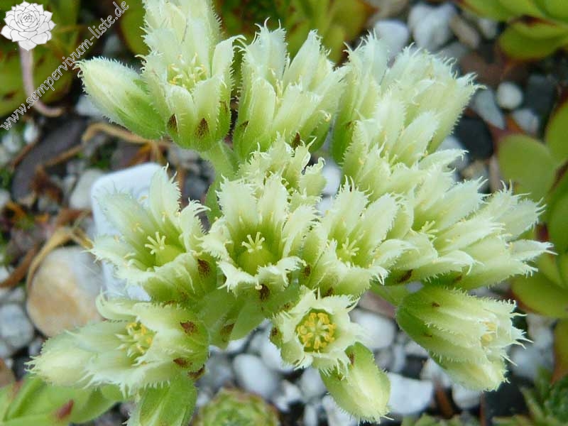 globiferum ssp. arenarium from Pustertal