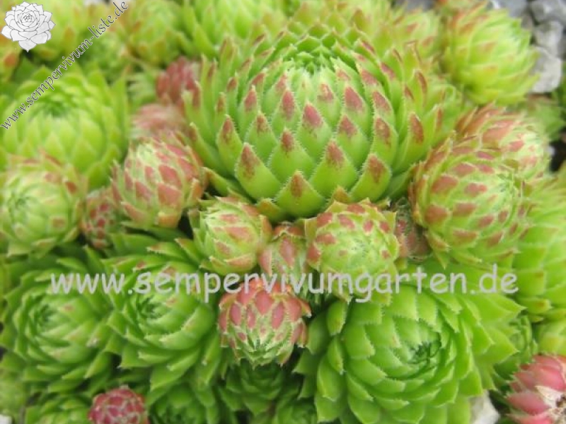 globiferum ssp. arenarium from Pustertal