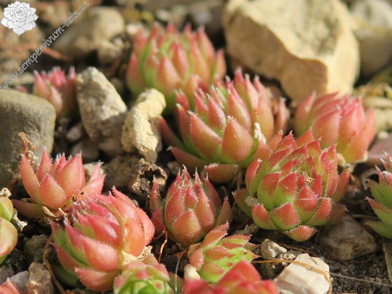 globiferum ssp. arenarium from Slovenia