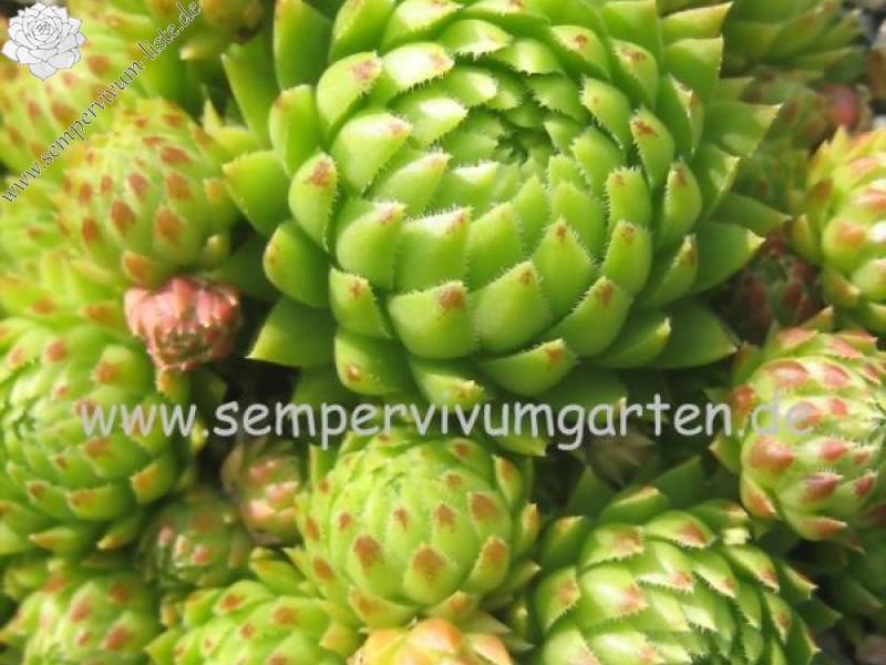 globiferum ssp. arenarium from Umbaltal