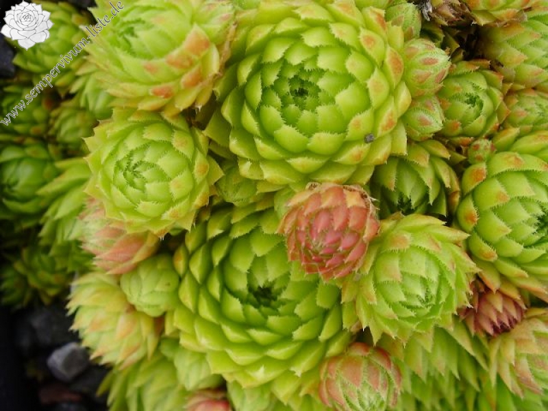 globiferum ssp. arenarium