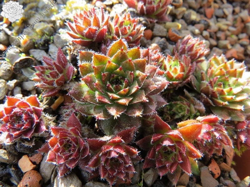 globiferum ssp. arenarium