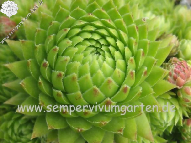 globiferum ssp. arenarium