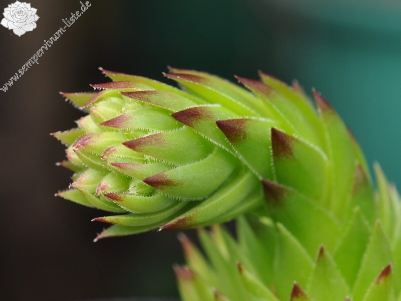 globiferum ssp. arenarium