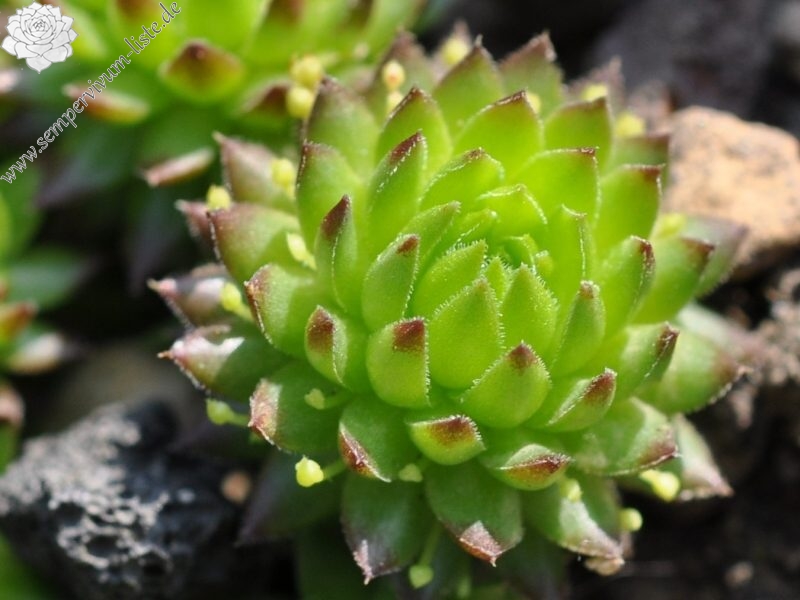 globiferum ssp. arenarium