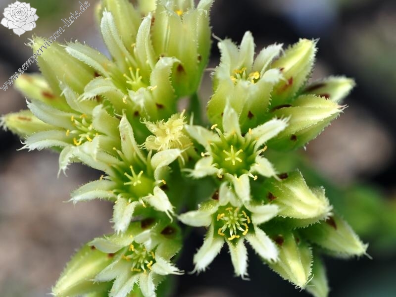 globiferum ssp. arenarium