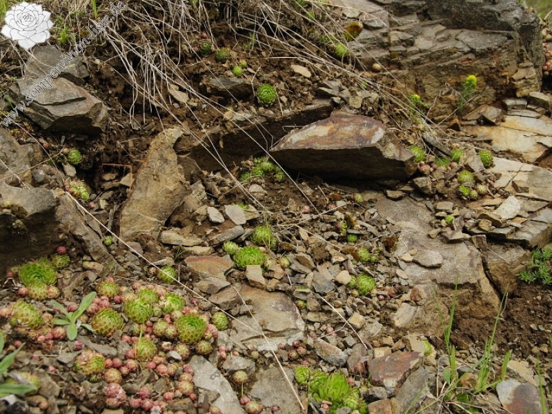globiferum ssp. globiferum from Těšetice, Steinbruch