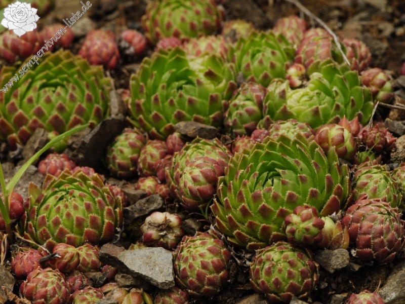 globiferum ssp. globiferum from Těšetice, Steinbruch