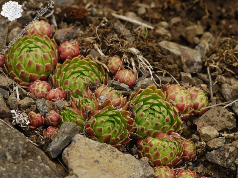 globiferum ssp. globiferum from Těšetice, Steinbruch