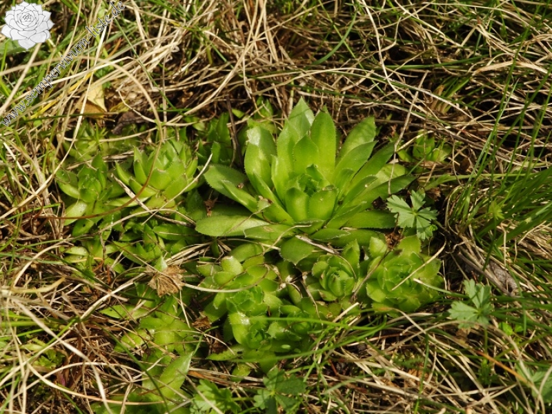 globiferum ssp. globiferum from Záhořský vrch