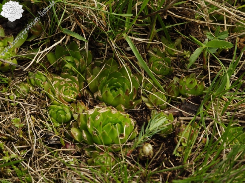 globiferum ssp. globiferum from Záhořský vrch