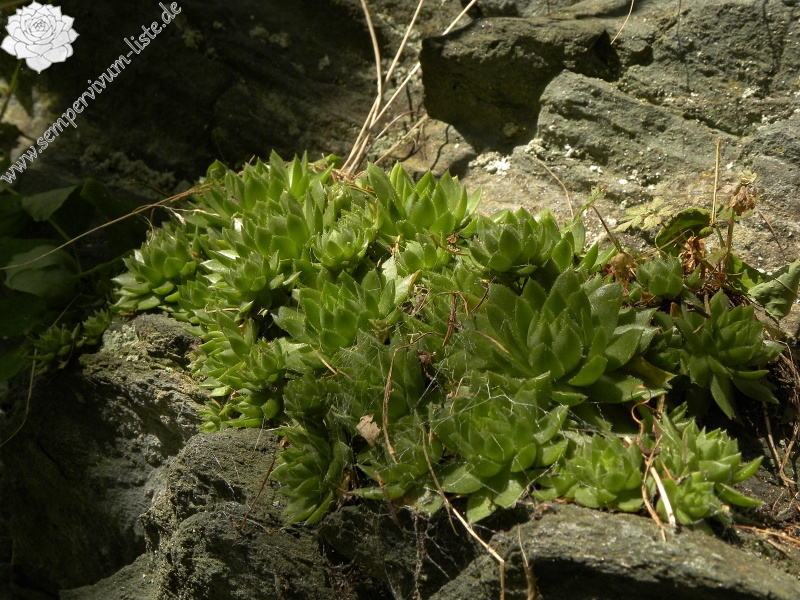 globiferum ssp. globiferum from Zlaté Hory - Horní Údolí