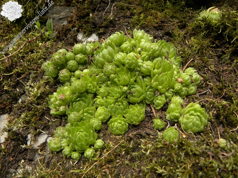 globiferum ssp. globiferum from Zlaté Hory - Horní Údolí