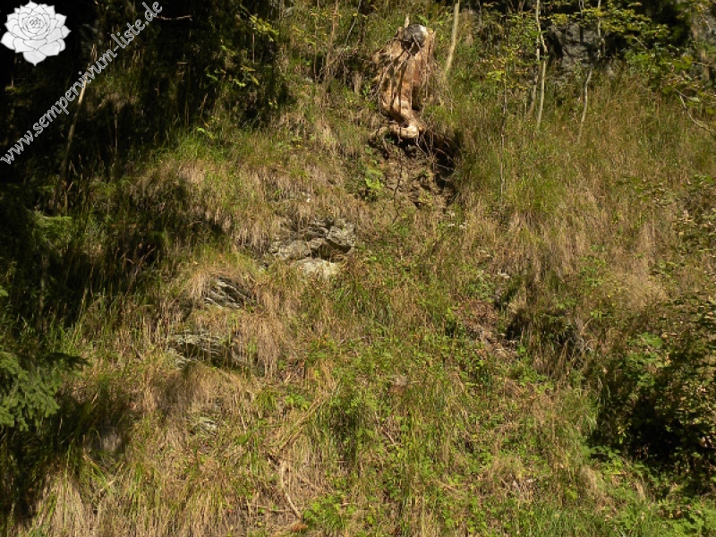 globiferum ssp. globiferum from Zlaté Hory - Horní Údolí
