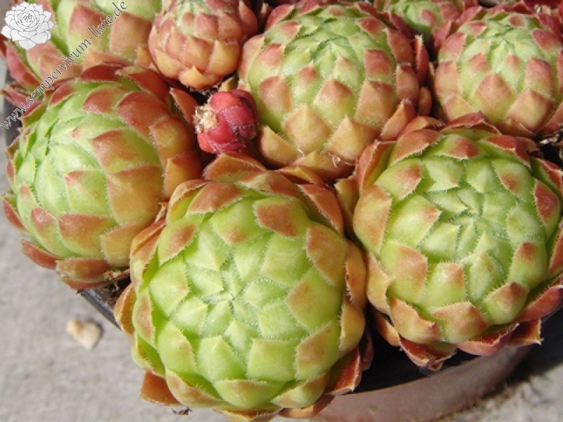 globiferum ssp. globiferum x S. globiferum ssp. hirtum