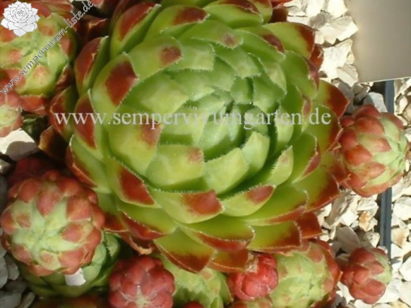 globiferum ssp. globiferum x S. globiferum ssp. hirtum