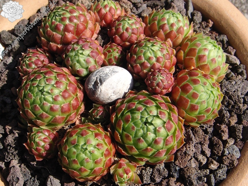 globiferum ssp. globiferum x S. globiferum ssp. hirtum