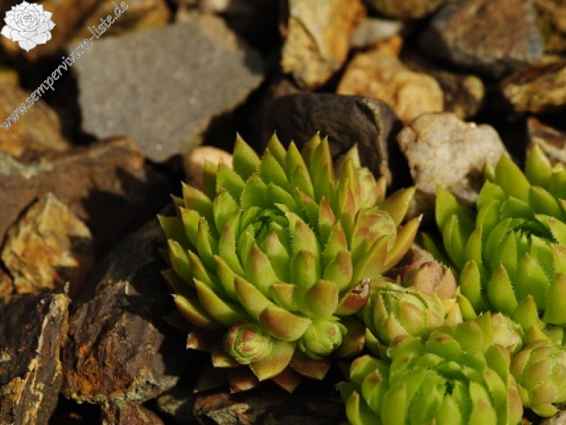 globiferum ssp. hirtum (cf) from Pindulka